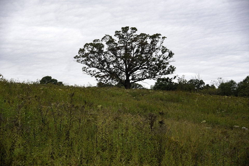 Tree and grassy field landscape