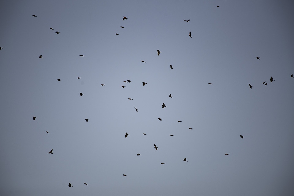 Flock of red-wing blackbirds