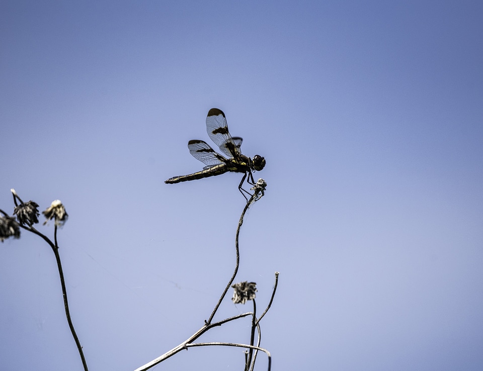 Dragonfly landing on plant