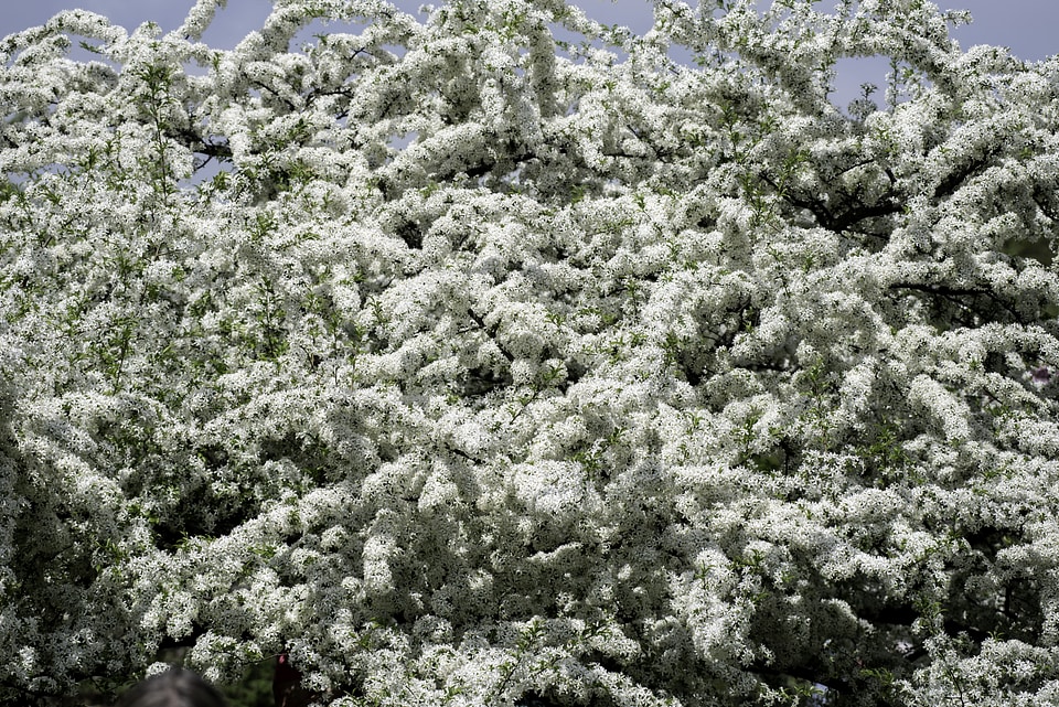 Tree full of white flowers