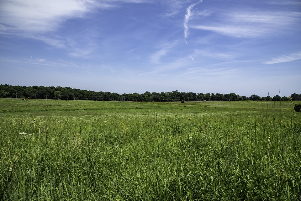 Grassland landscape under skies