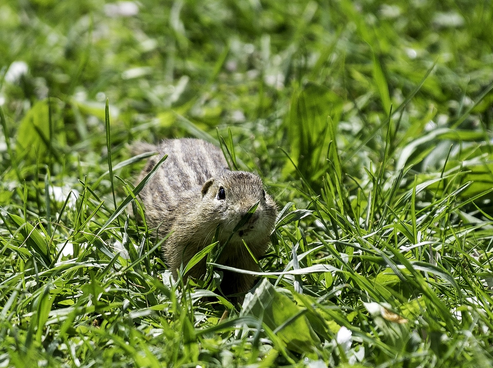 Chipmunk in the grass