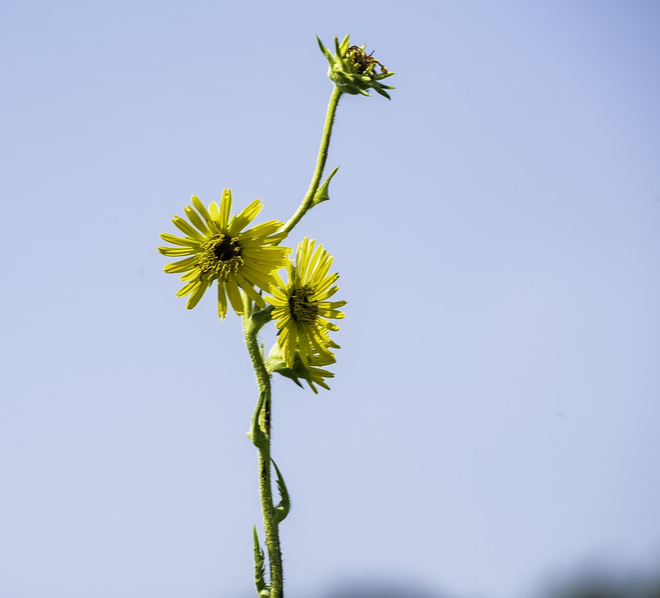 Tall Sunflower Plant