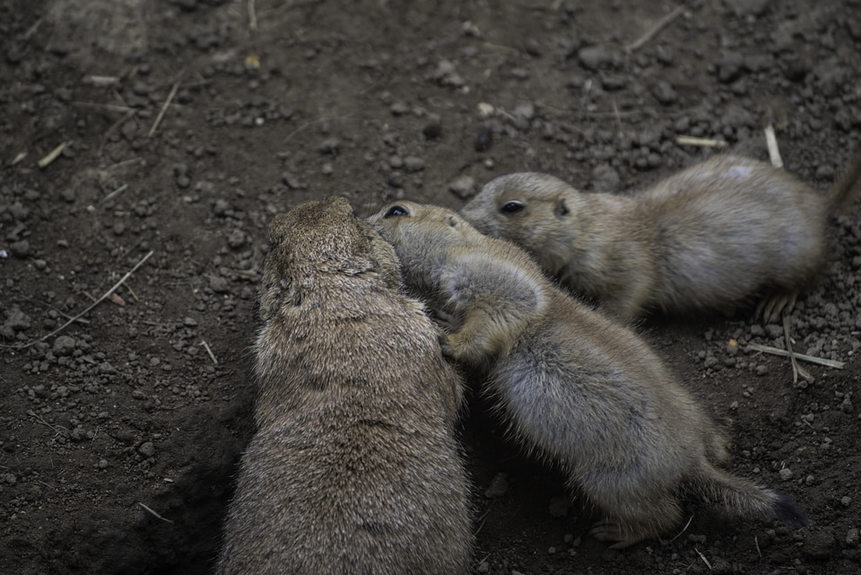 Prairie Dogs cuddling together