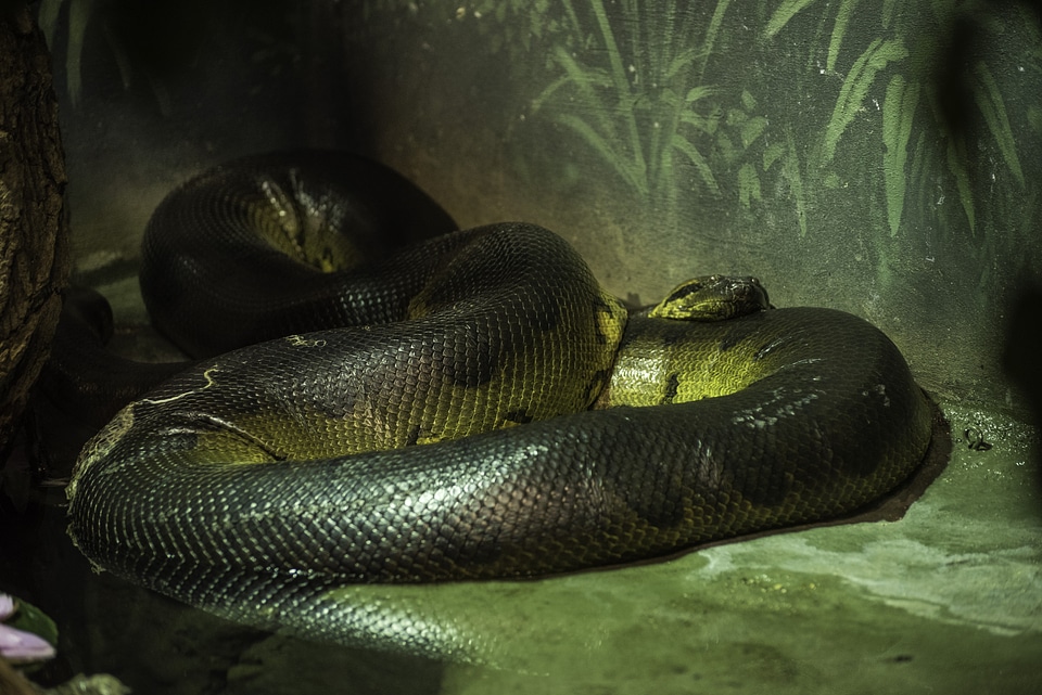 Giant Anaconda of death
