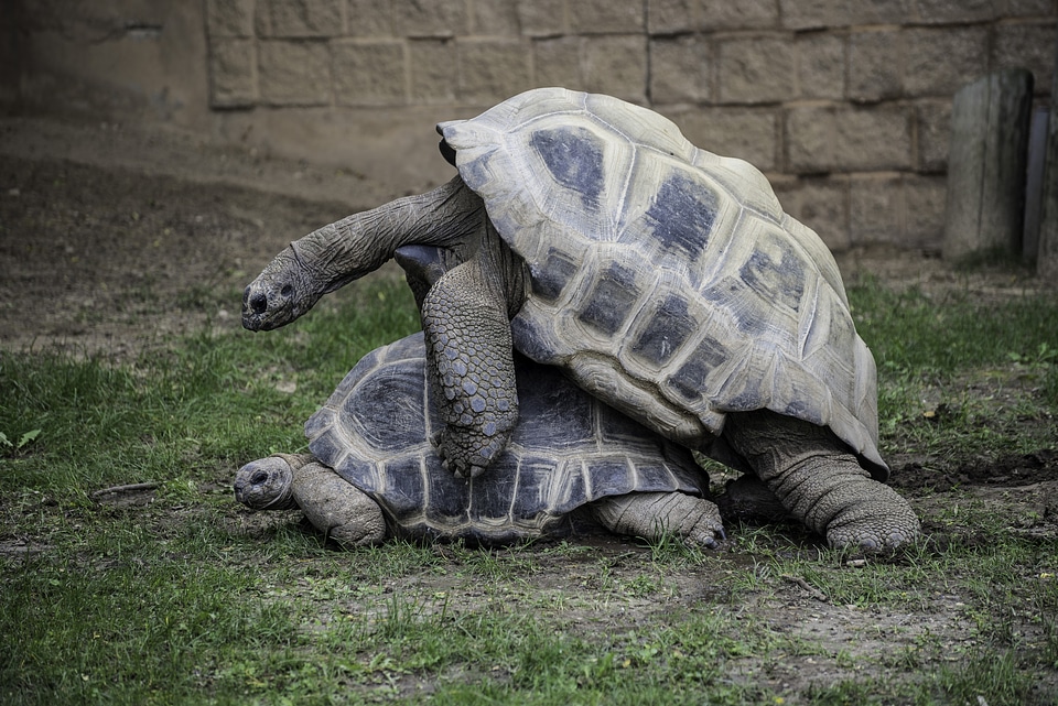 Two Giant Tortoises mating