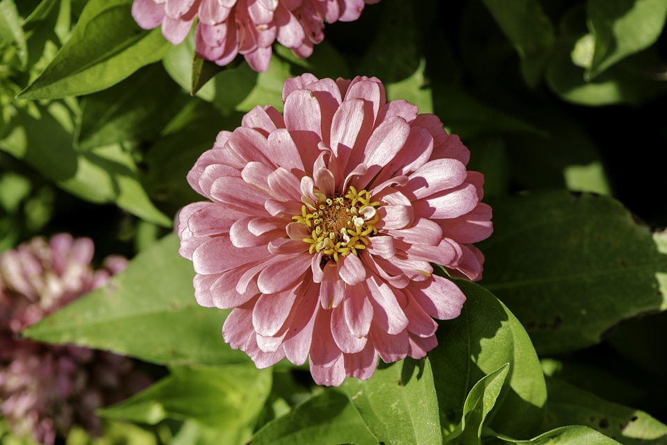Pink flower in full bloom
