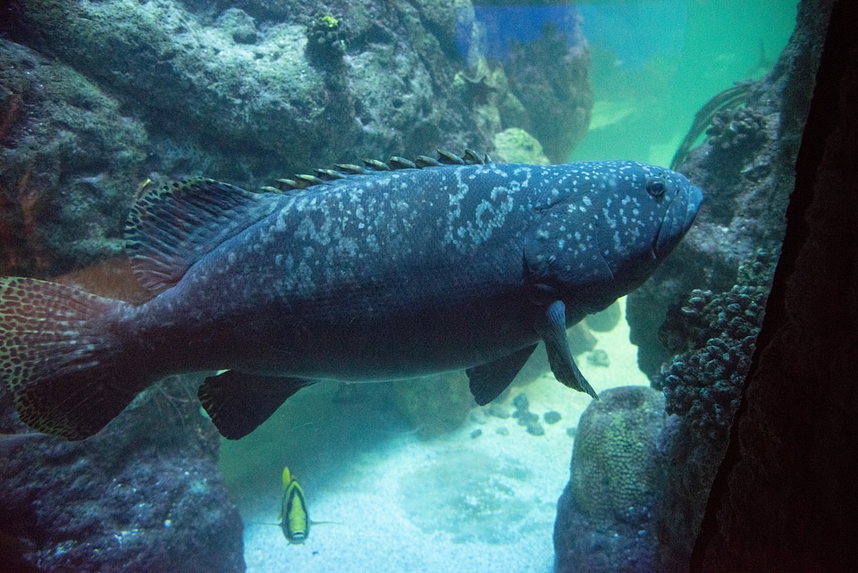 Grouper in the tank