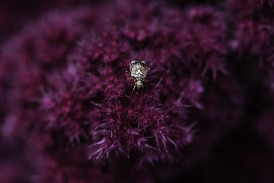Bug on purple flower
