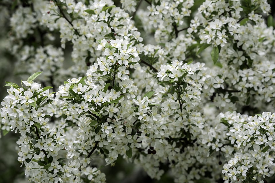 White flowers on branches