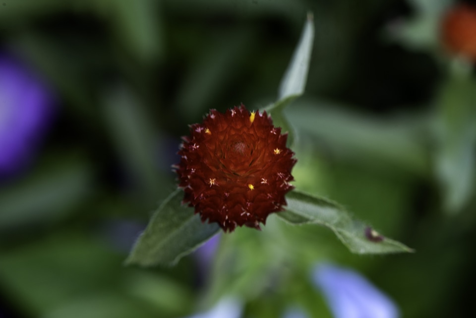 Deep red flower closeup