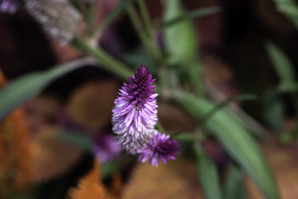 Purple Flower Macro in the Gardens