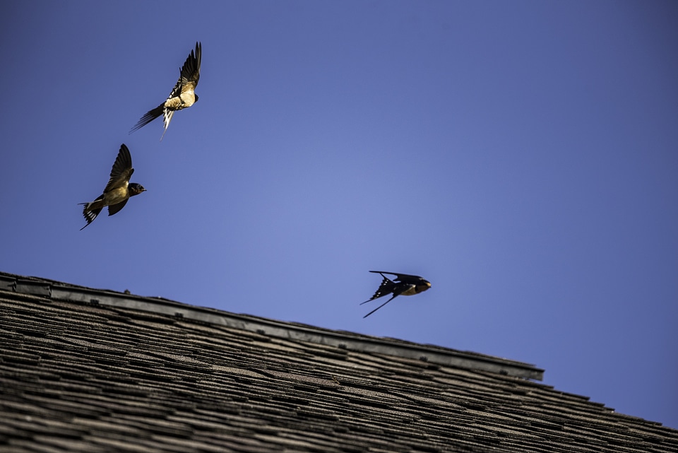 Three Swallow on the roof