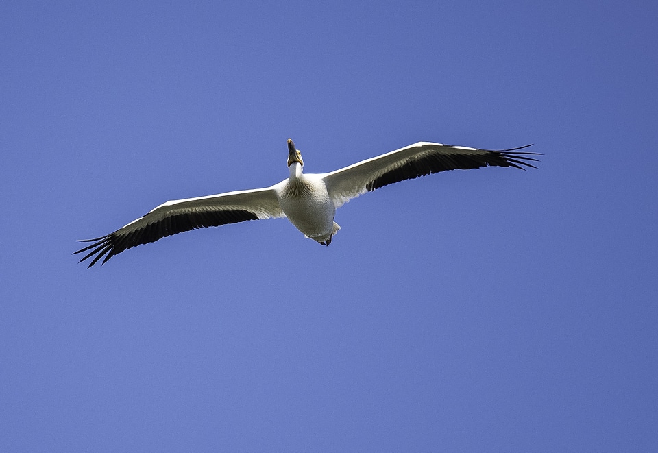Pelican spreading wings in flight
