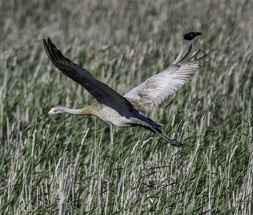 Sandhill Crane flying over the Marsh