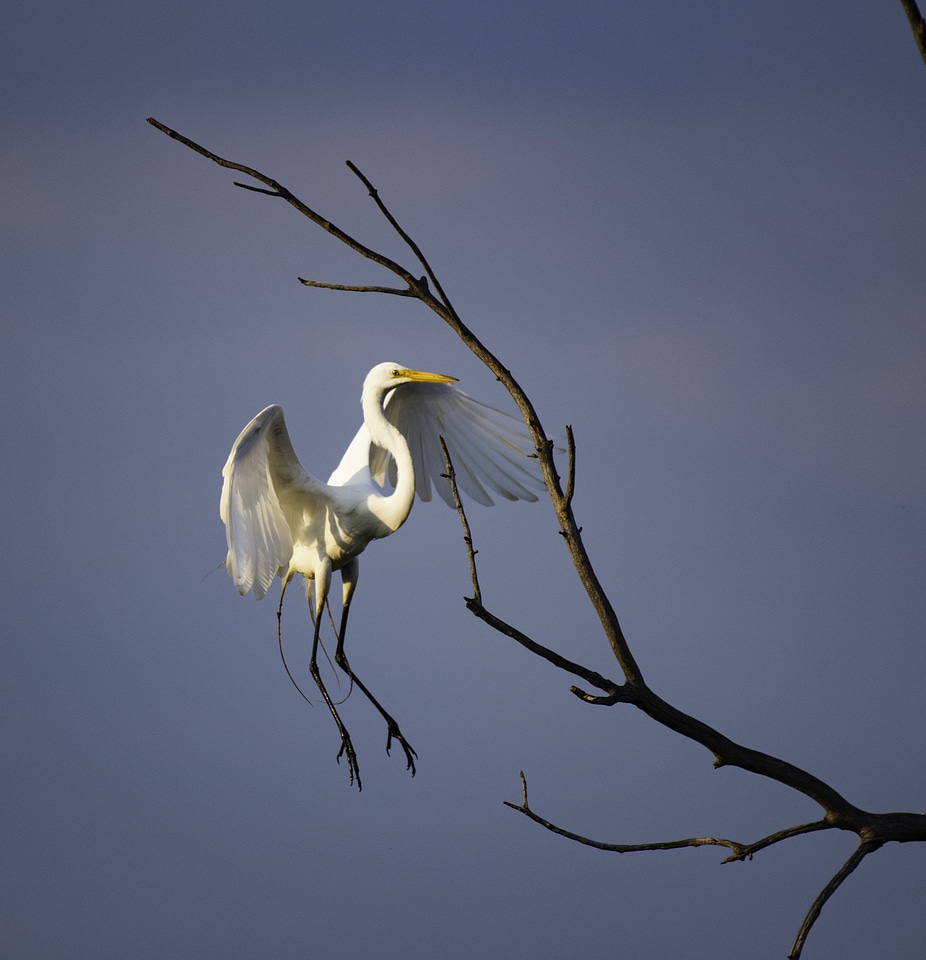 Great Egret landing on a branch
