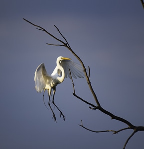 Great Egret landing on a branch