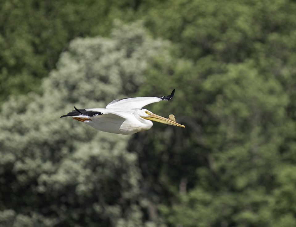 Pelican flying across the trees