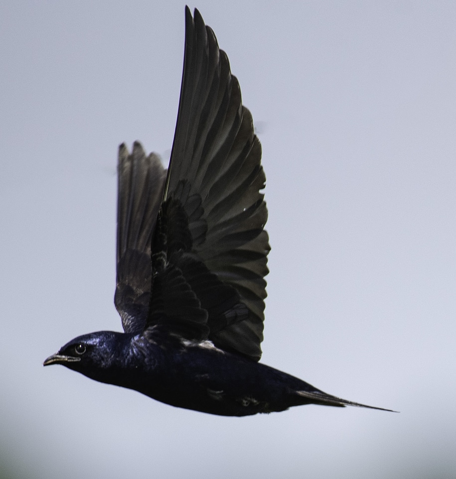 Purple Martin with wings in flight
