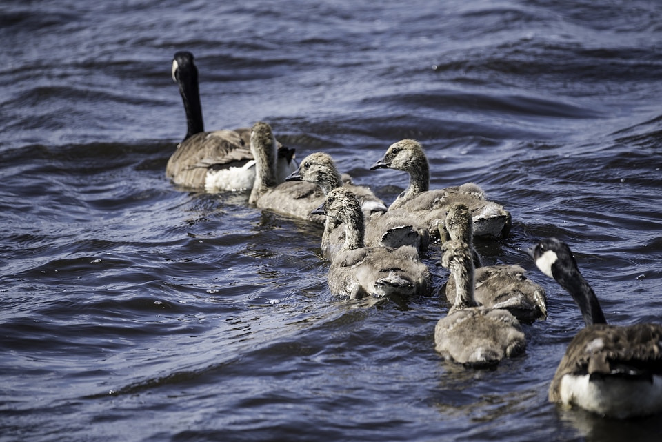 Family of Geese and Goslings swimming