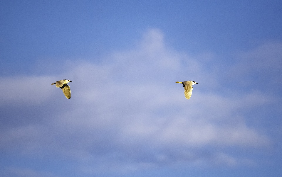 Flying Black Crowned Night Herons