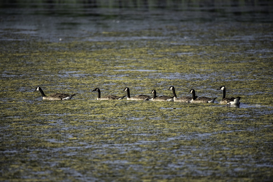 Line of Canadian Geese swimming in the swamp