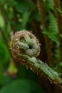 Leaf fern green plant
