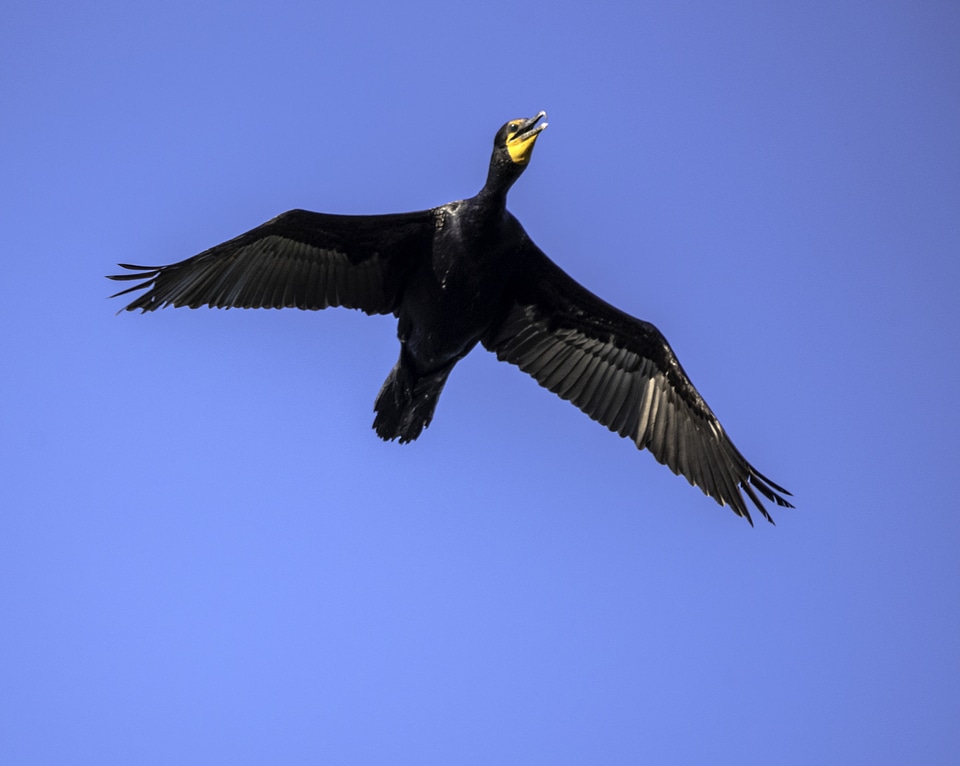 Cormorat in flight
