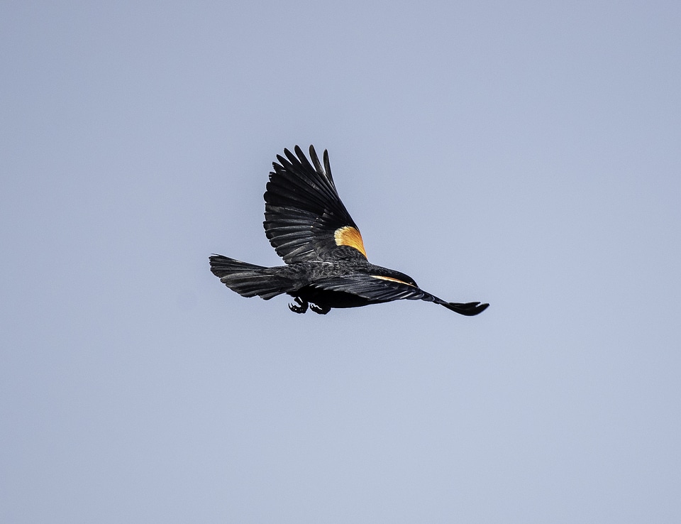 Red Winged Blackbird flying away