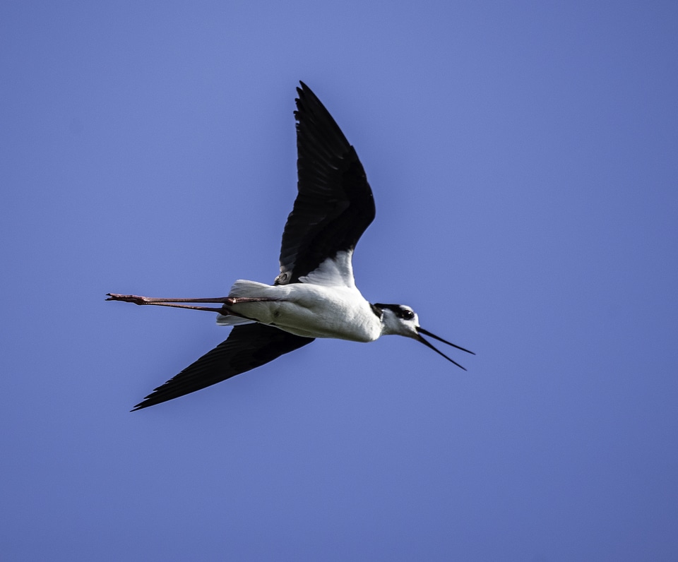 Black-necked Stilt in mid-flight