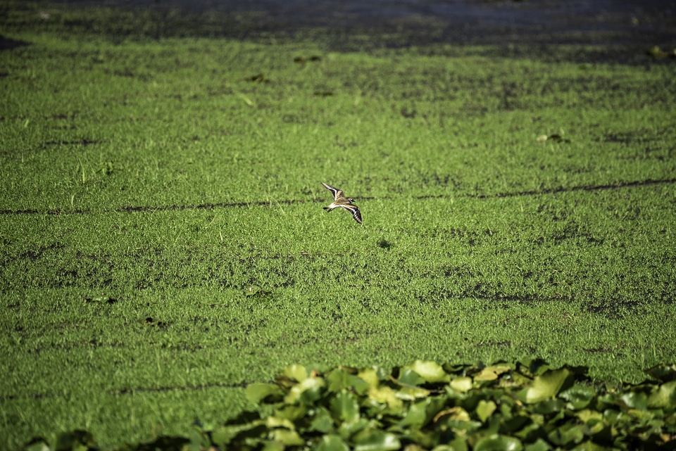 Killdeer flying over the swamp