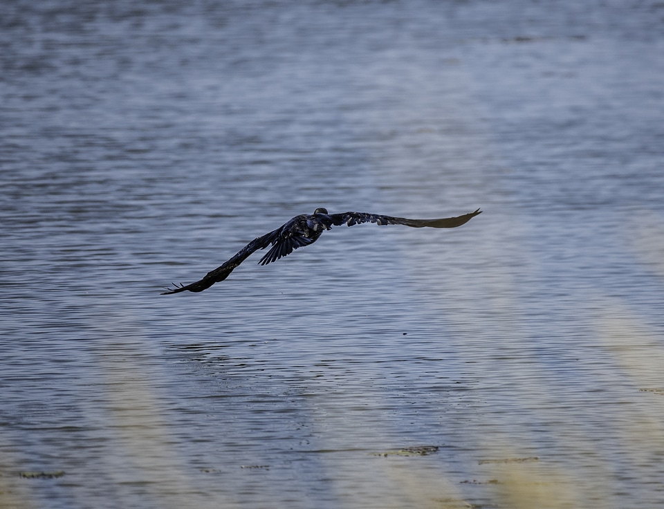 Duck taking off from the marsh