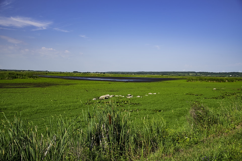 Marsh and Green Grass at Horicon Marsh