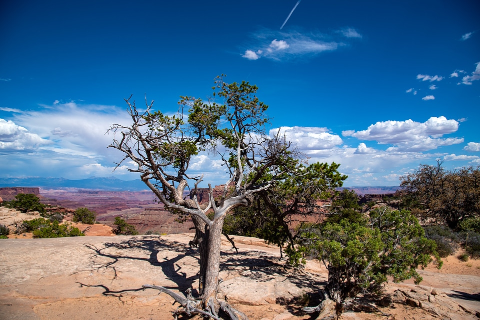 Trees on the Canyon Rim