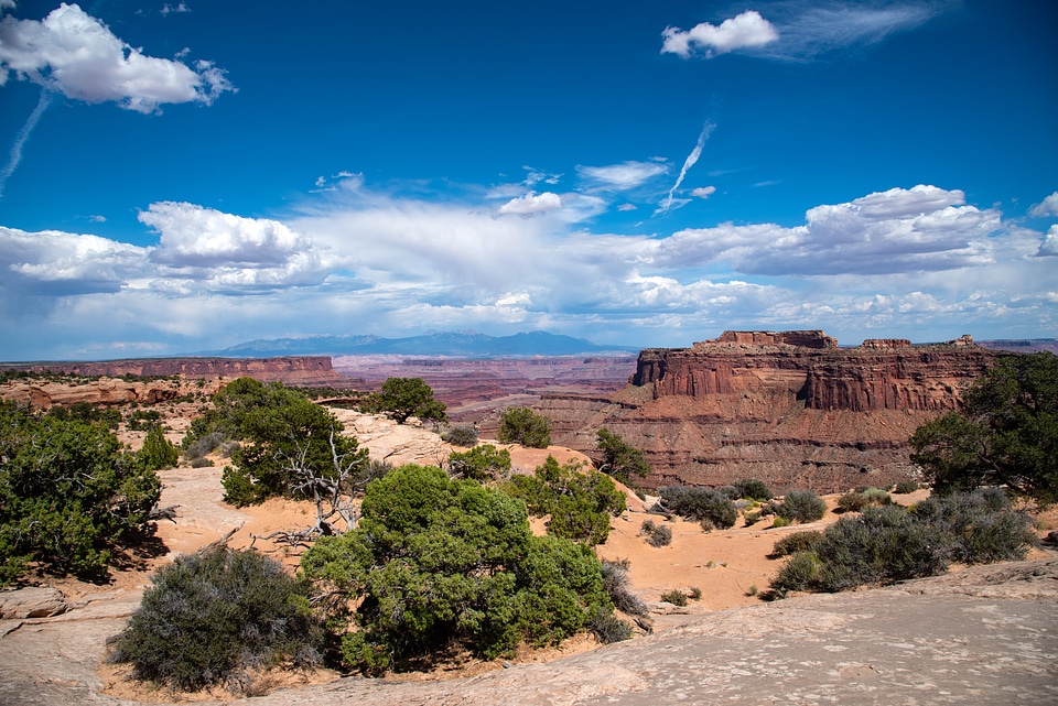 Small Trees and vast Canyon landscape