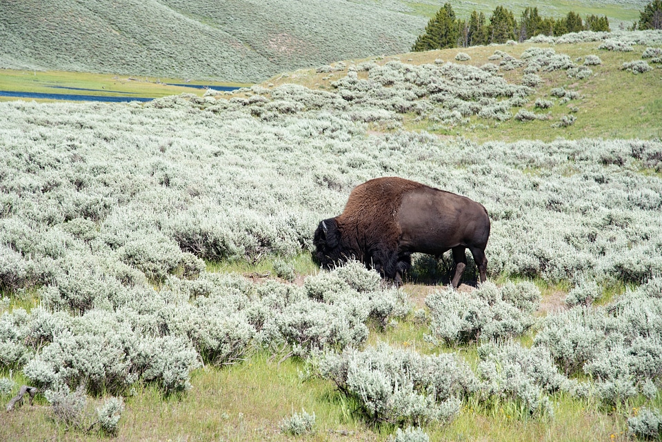 Bison Grazing on Grass