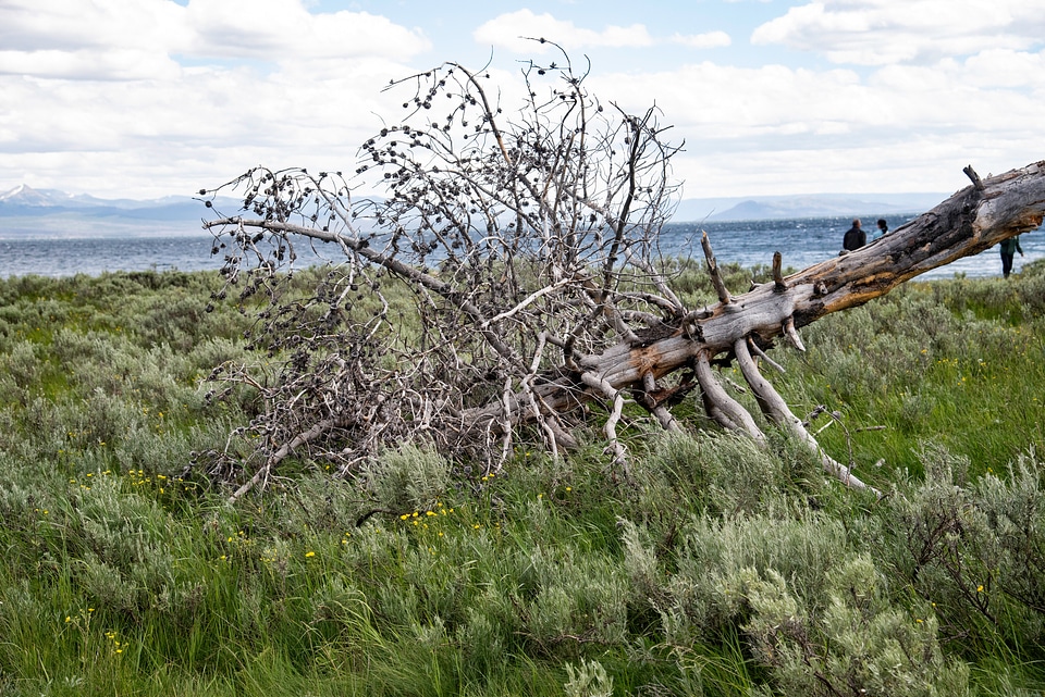 Felled tree in landscape