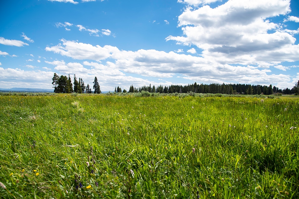 Pretty landscape with green grass