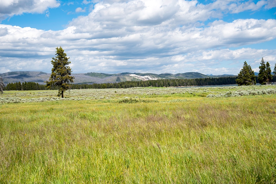 Tall Grass and tree plus mountains