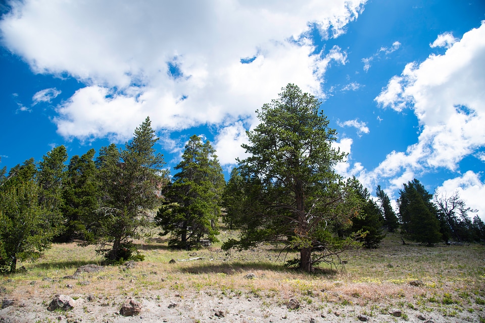 Clouds over the pine Trees