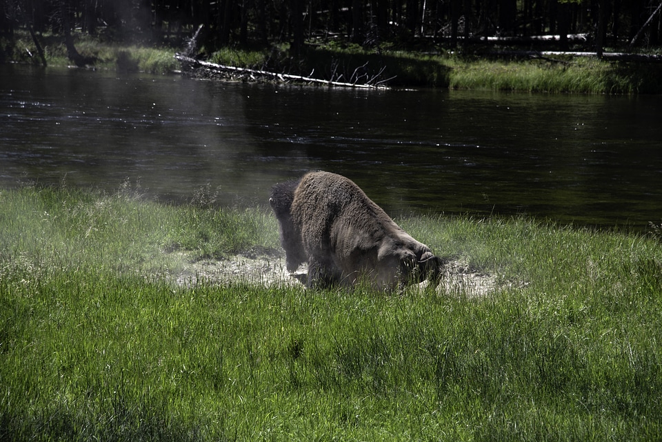 Bison rolling around in dirt