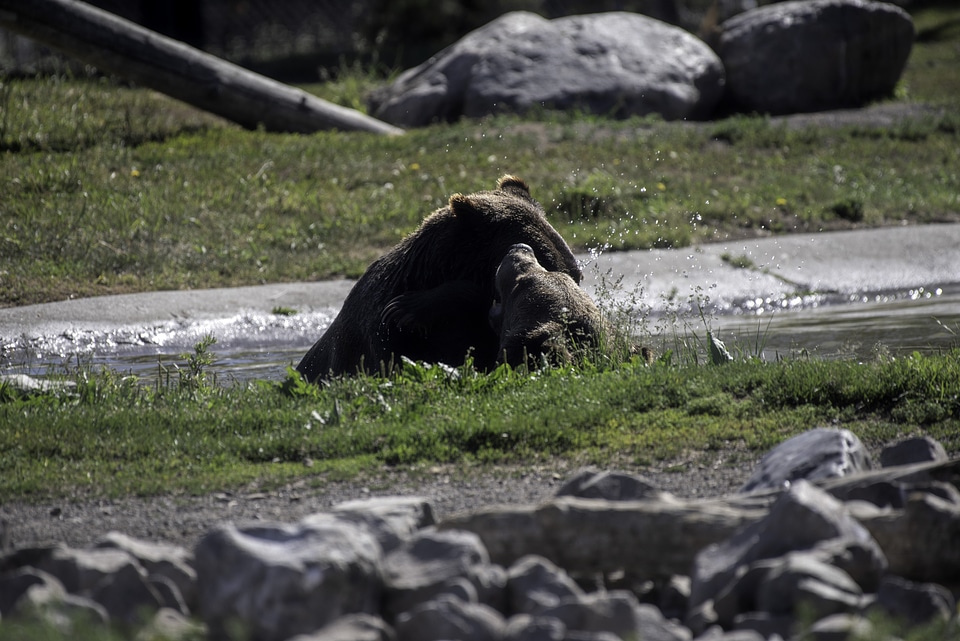 Bears playing in the pool