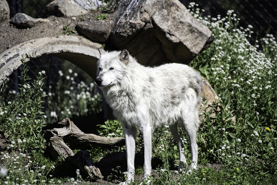 Standing White Wolf