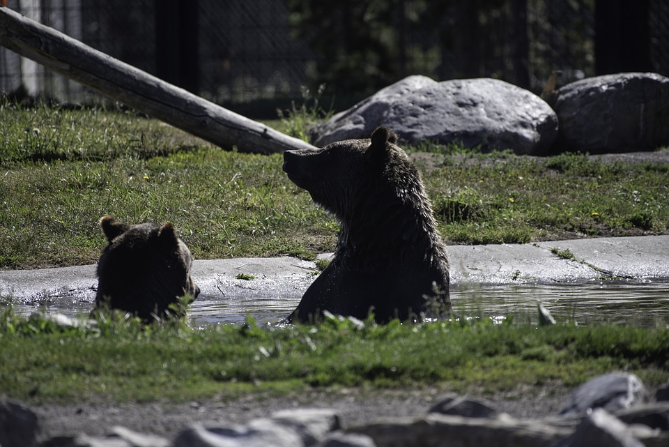 Brown Bears in Water Pool