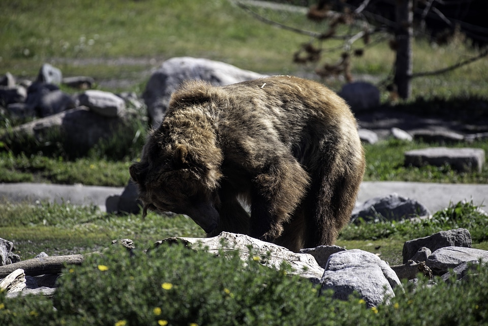 Large Brown Bear Messing with a log
