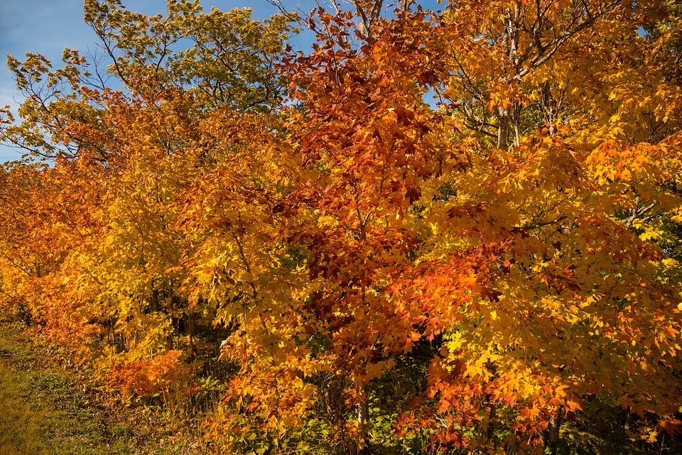 Vibrant fall tree colors photo