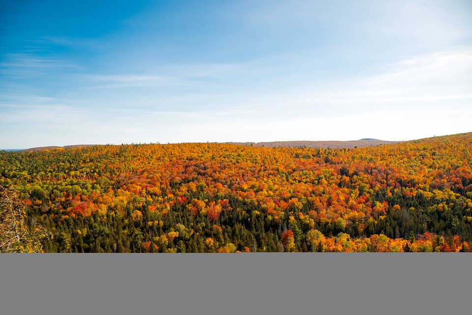 Colorful treetops landscape in the Autumn in Copper Harbor