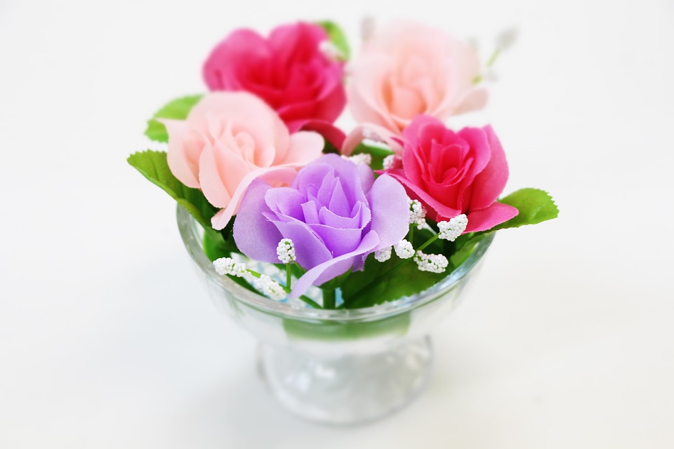 Pink purple rose