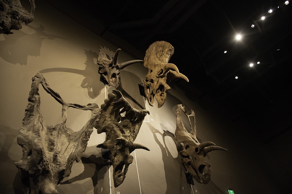 Triceratops Skulls