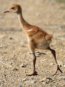 Baby Crane Chick photo